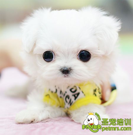 茶杯犬