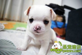 可愛狗狗