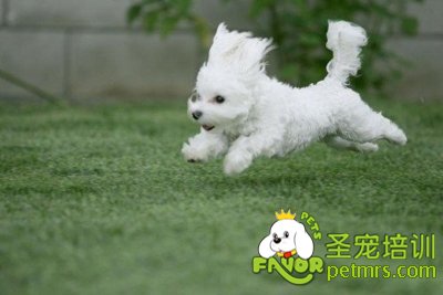 可愛狗狗