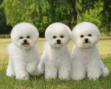 圣寵學子比熊犬作品