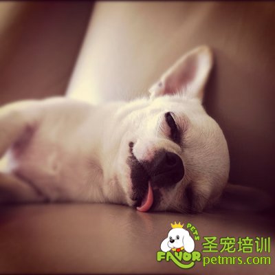 狗狗病了