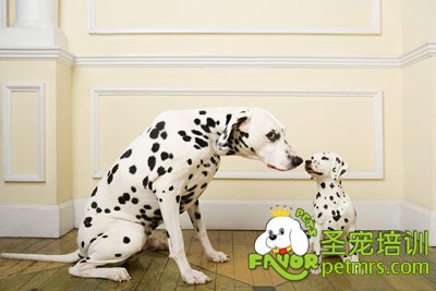 斑點犬