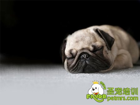 狗狗肥胖癥