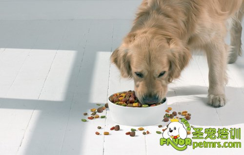 金毛犬