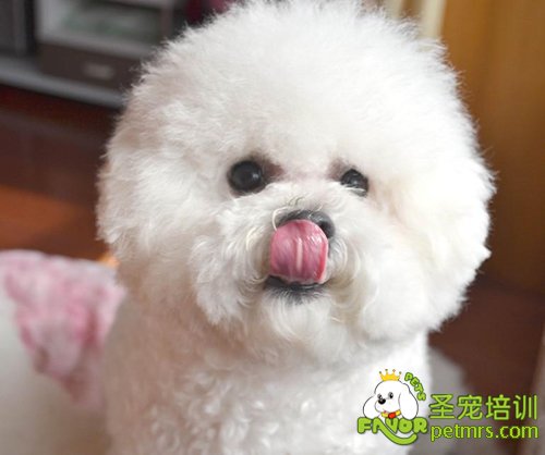 比熊犬