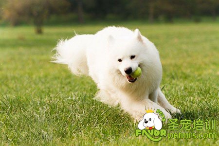 薩摩耶犬