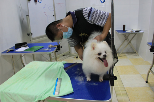 圣寵學員博美犬實犬操作