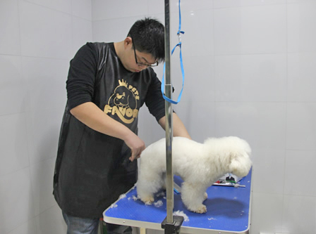 店鋪技術(shù)班第一期學(xué)員路賽第一次實(shí)犬修剪狗狗