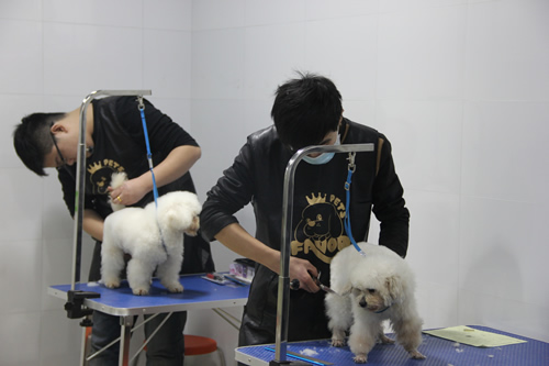 店鋪技術班學員王玉龍第一次實犬修剪狗狗