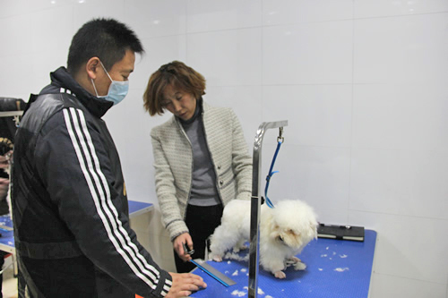 金春梅老師指導(dǎo)學(xué)員比熊犬修剪