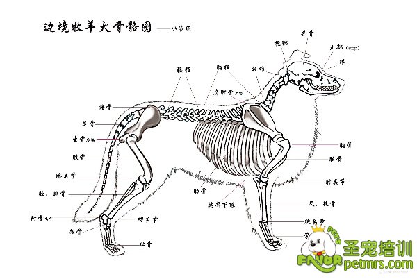 邊境牧羊犬骨骼分布圖