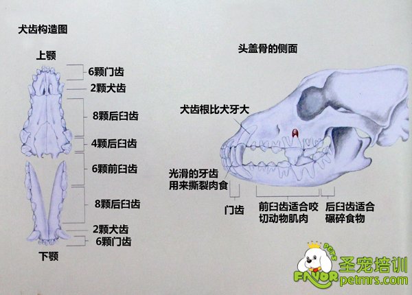 犬齒構造圖詳細