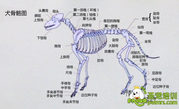 犬只骨骼分布圖詳細