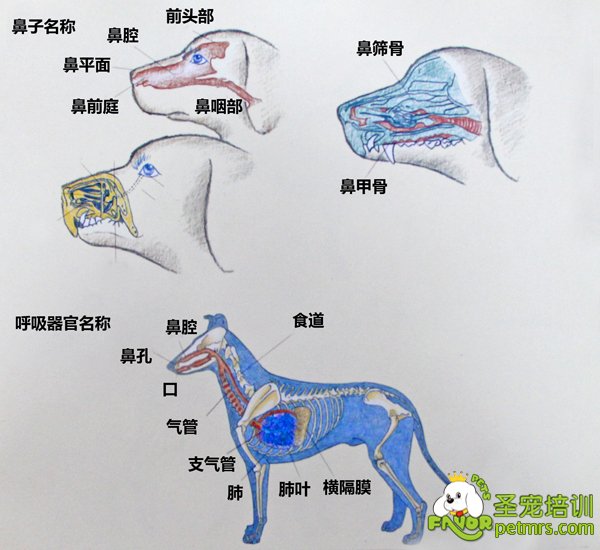 犬呼吸器官詳細(xì)【圖】