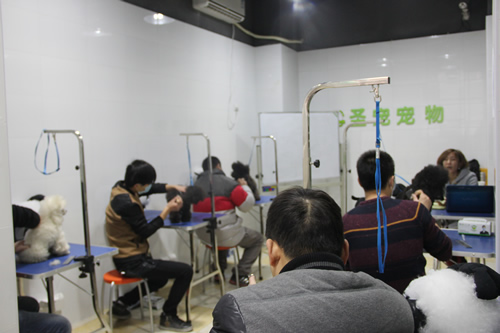 圣寵寵物實操課堂