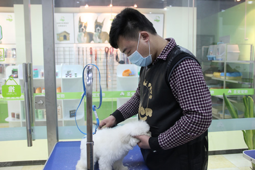 店鋪技術(shù)班第1學(xué)員王金龍貴賓犬實操