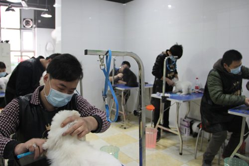 店鋪技術(shù)班第1學(xué)員貴賓犬實操課堂