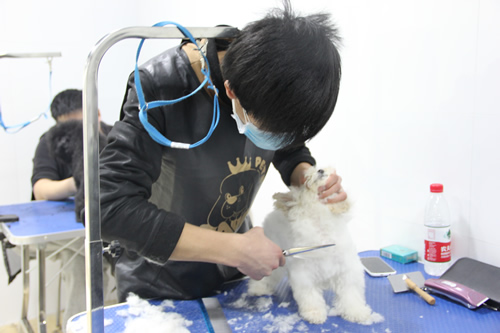 店鋪技術(shù)班第1學(xué)員王玉龍貴賓犬實操