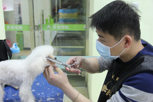 店鋪技術(shù)班第1學(xué)員黃帥貴賓犬實操