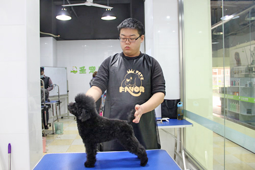 店鋪技術班第1期學員路賽貴賓犬修剪作品