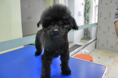 店鋪技術班第1期學員路賽貴賓犬修剪作品