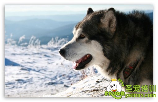 阿拉斯加雪橇犬
