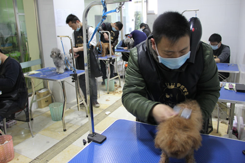 圣寵店鋪技術班第1期學員貴賓犬實操課堂