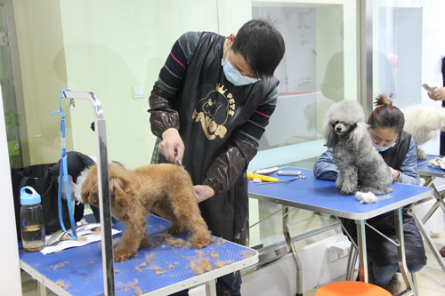 圣寵店鋪技術班第1期學員貴賓犬實操課堂