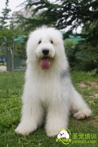 可愛狗狗