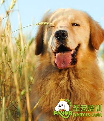 可愛狗狗