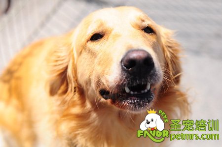 狗狗吞食異物怎么辦