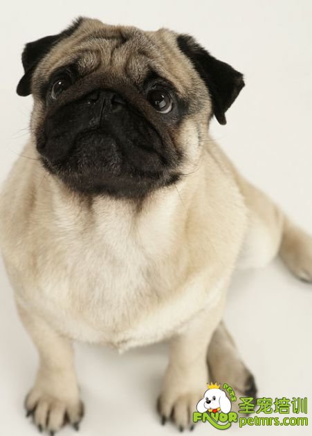 巴哥犬