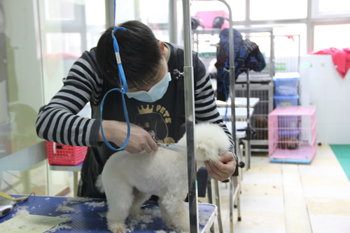 店鋪技術(shù)班第1學(xué)員黃帥貴賓犬實(shí)操