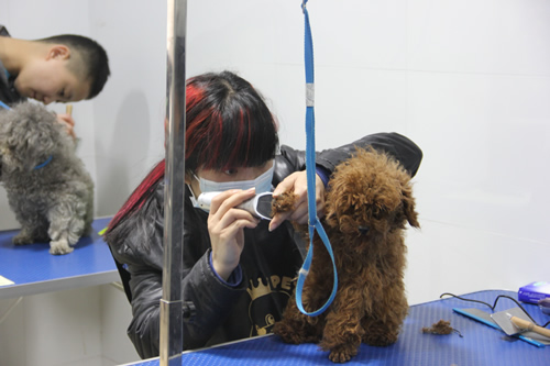 圣寵寵物學員實操課
