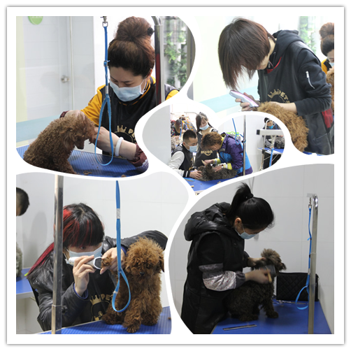 貴賓犬實操課