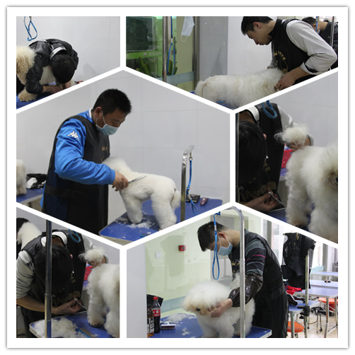 比熊犬實(shí)操課