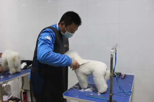 趙洪勇正在練習貴賓犬修剪