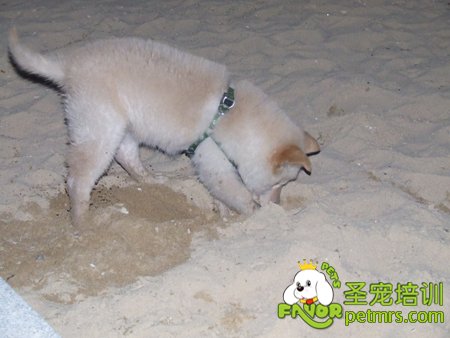 狗狗挖洞