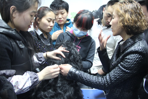 可卡犬裝束講解