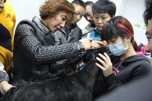 可卡犬裝束講解