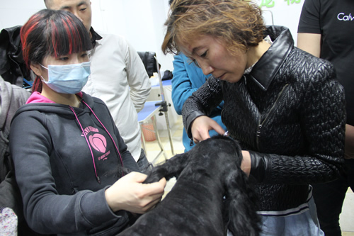 可卡犬裝束講解