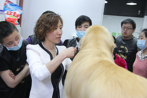 金毛犬修剪講解課堂