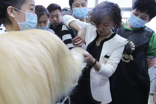 金毛犬修剪講解課堂