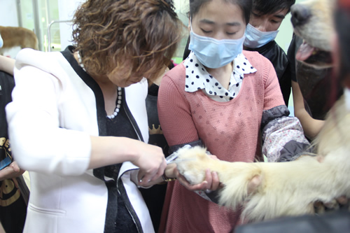 金毛犬修剪講解課堂
