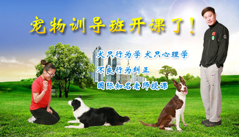 寵物訓導班開課了