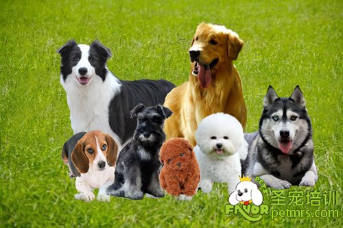 犬種