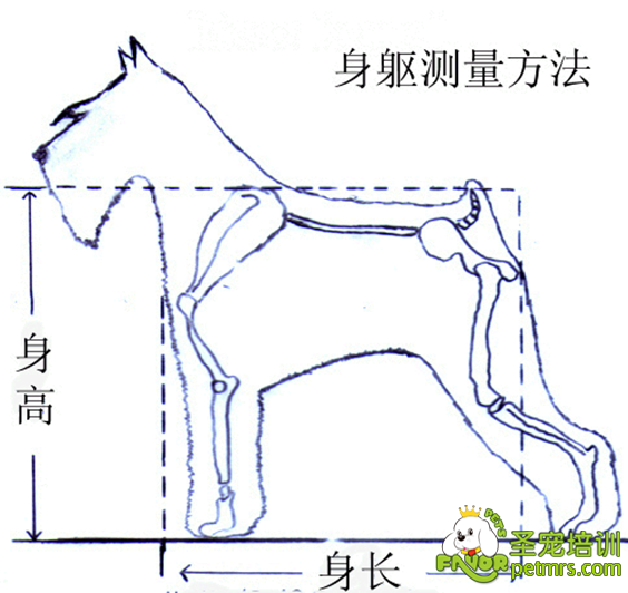 狗狗骨身高測(cè)量
