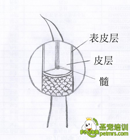 毛發的結構