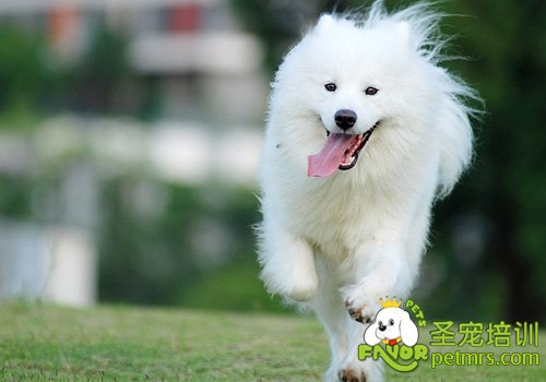 狗狗的毛發