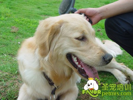 給狗狗梳毛